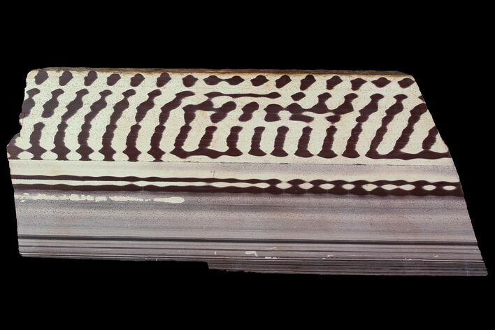 Polished Slab Of Zebra Stone (Ediacaran Microbialite?) #92855